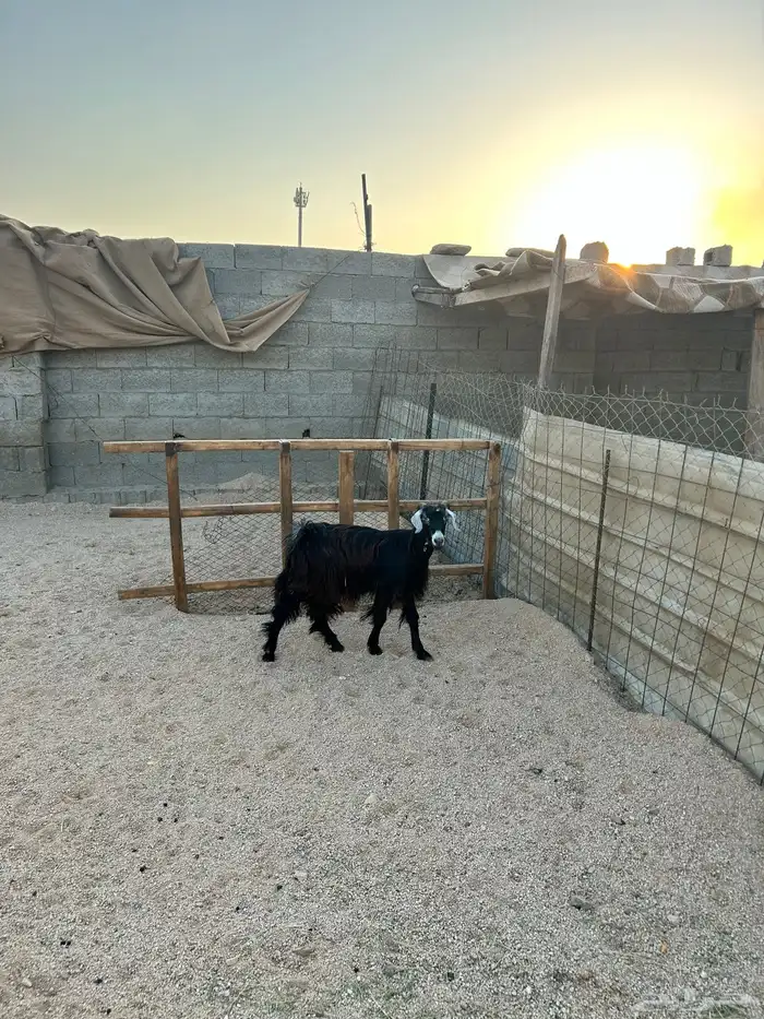 تيس عارضي مخصي جذع 0