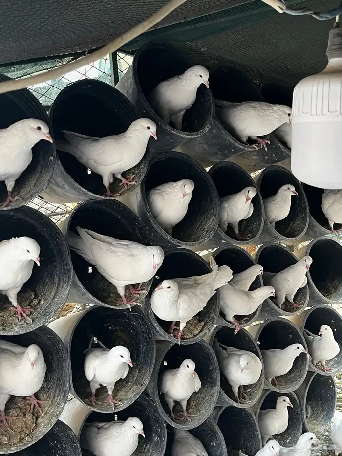حمام فرنسي ابيض 2