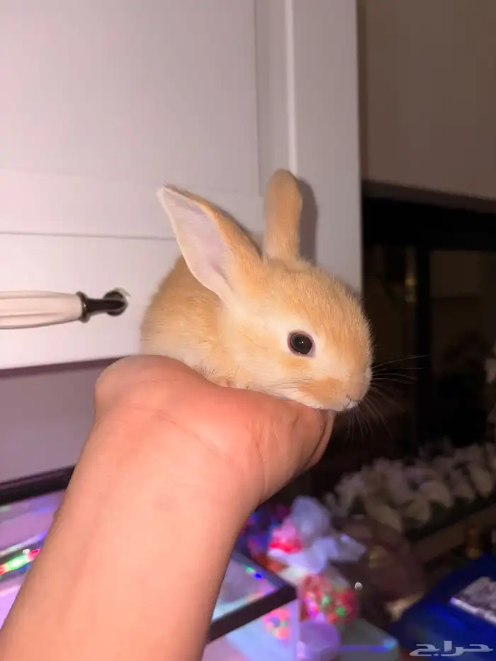 ارانب صغار 0