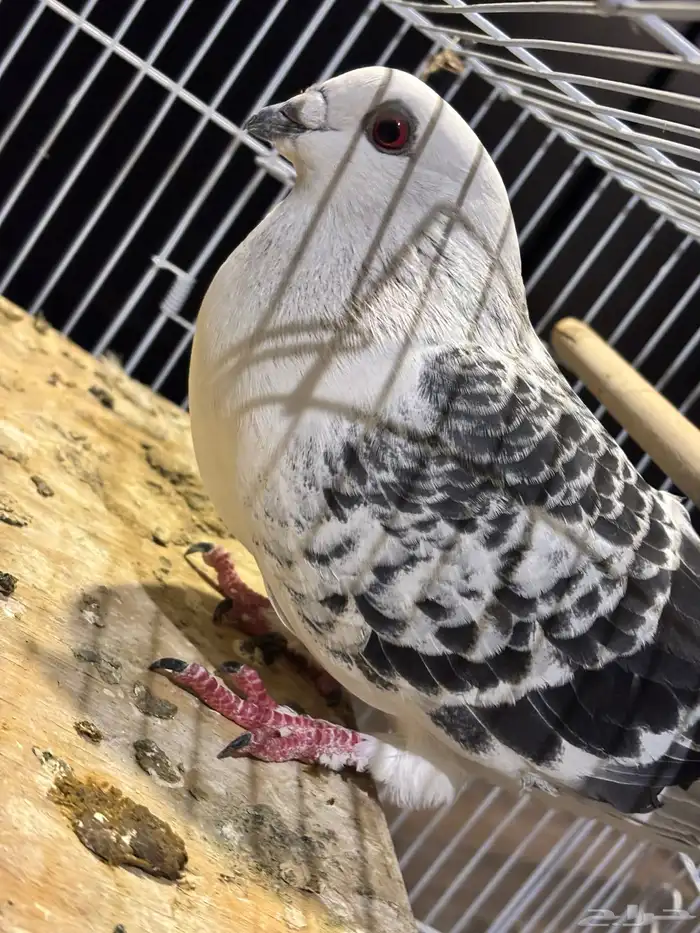 للبيع حمام زاجل 1