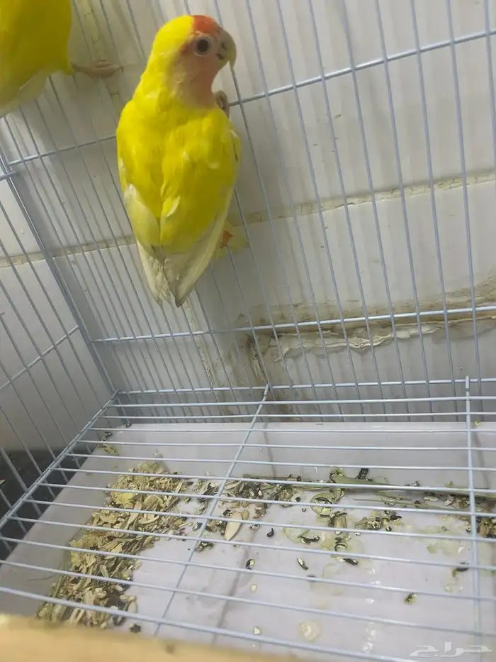 ذكر روز 0