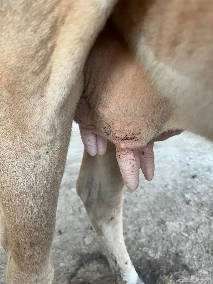 بقر بلدي 3