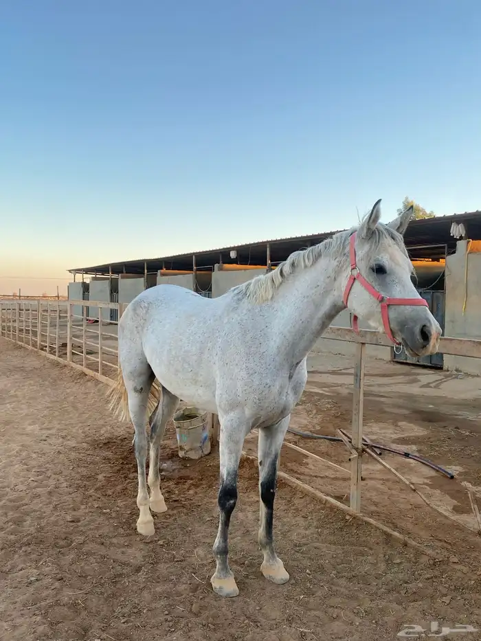 مهره شعبية للبيع 0