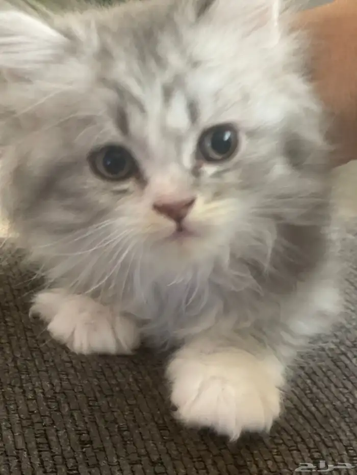 قطط للبيع والتبني 3