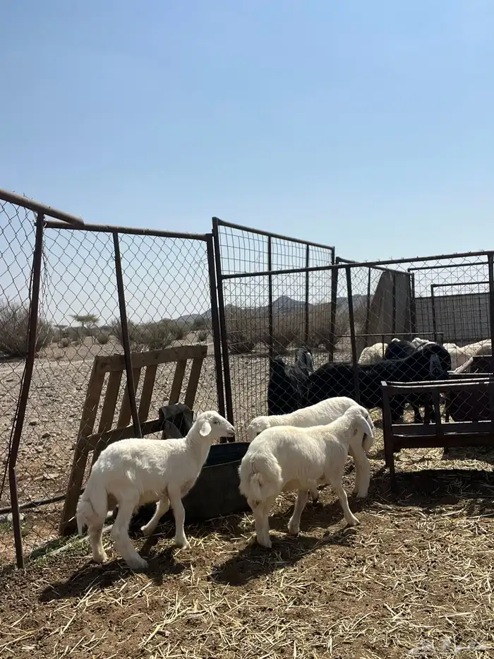 طليان للبيع 2