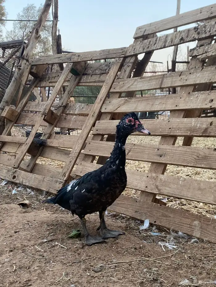 بط مصري للبيع 0
