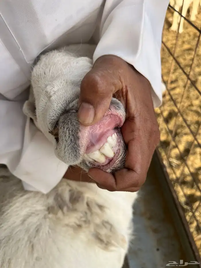 طلي حري صنف ومشروط (تم البيع) 3