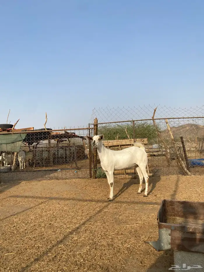 جفرة بيشية فاخرة 0