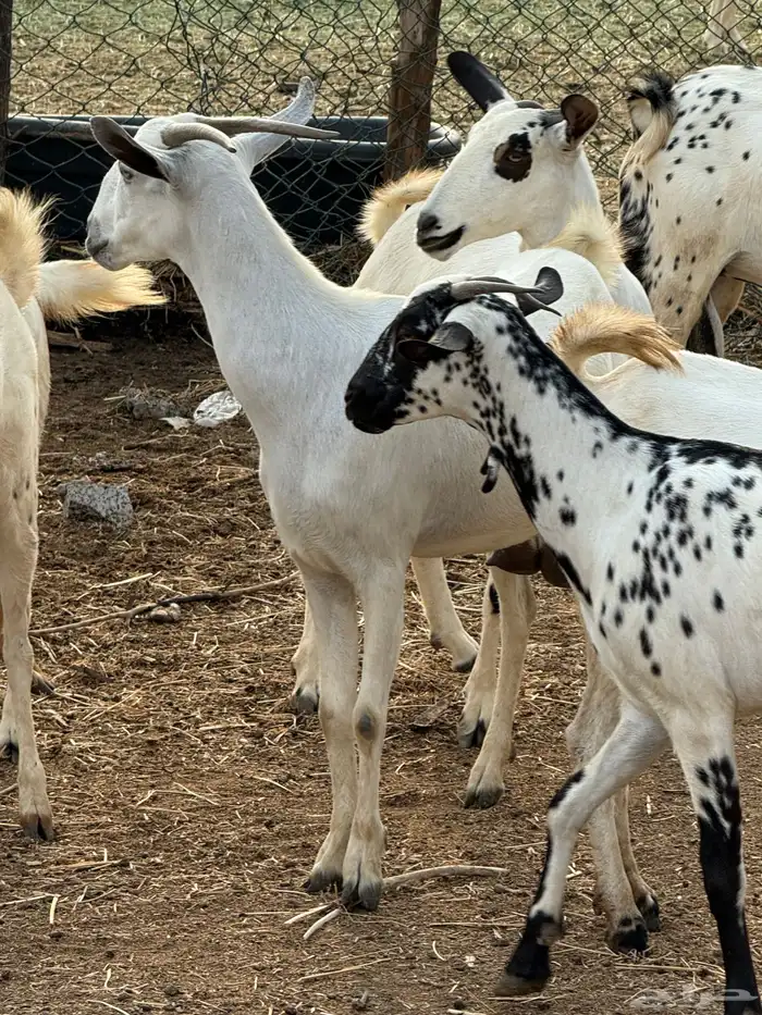 ماعز بيشي 1