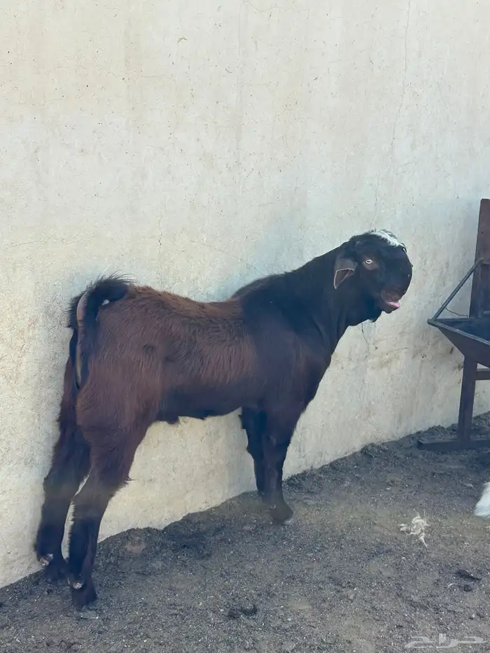 تيس شامي فاخر 2