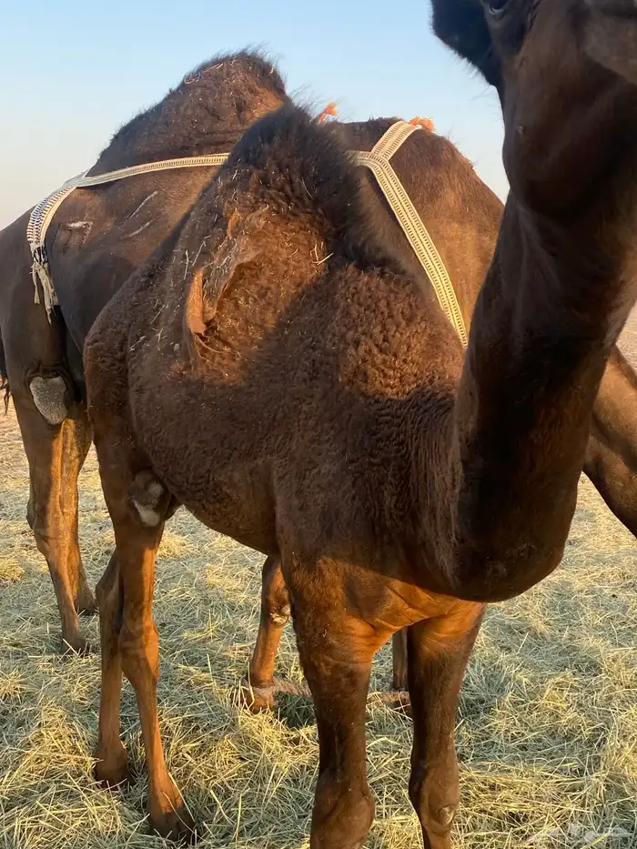 قعود سمين فلل 4