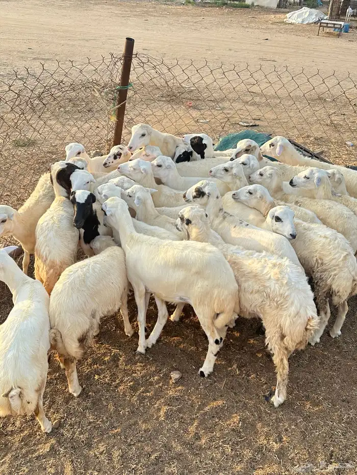 رخيل رفيدية 2