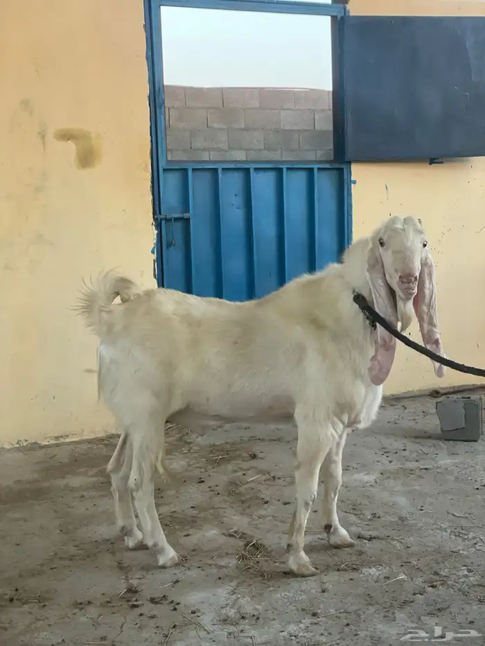 البيع تيس مشروك في هلندي 1