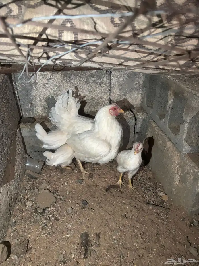 دجاجة مفرخة بيضاء صك 1