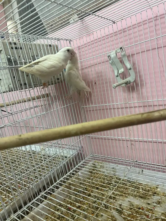 جوز روز البينو 1