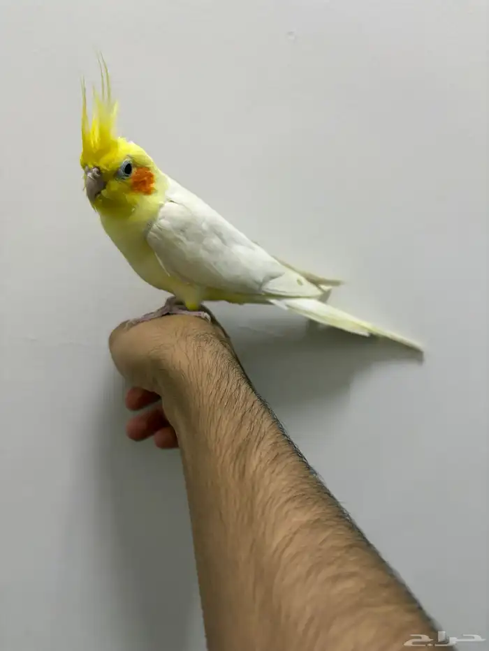 كروان لاتينو اليف 1