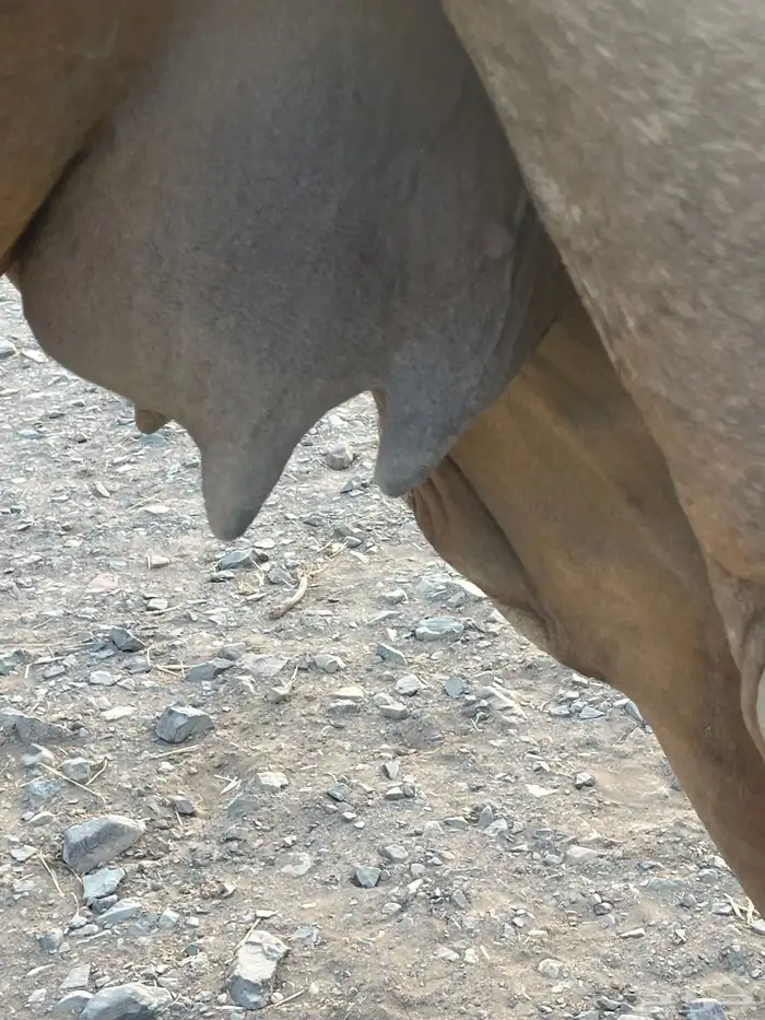 للبيع ناقه خلفاء طيبه 1