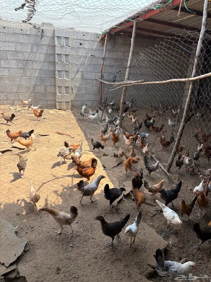 فروخ دجاج وديوك بلدي 1