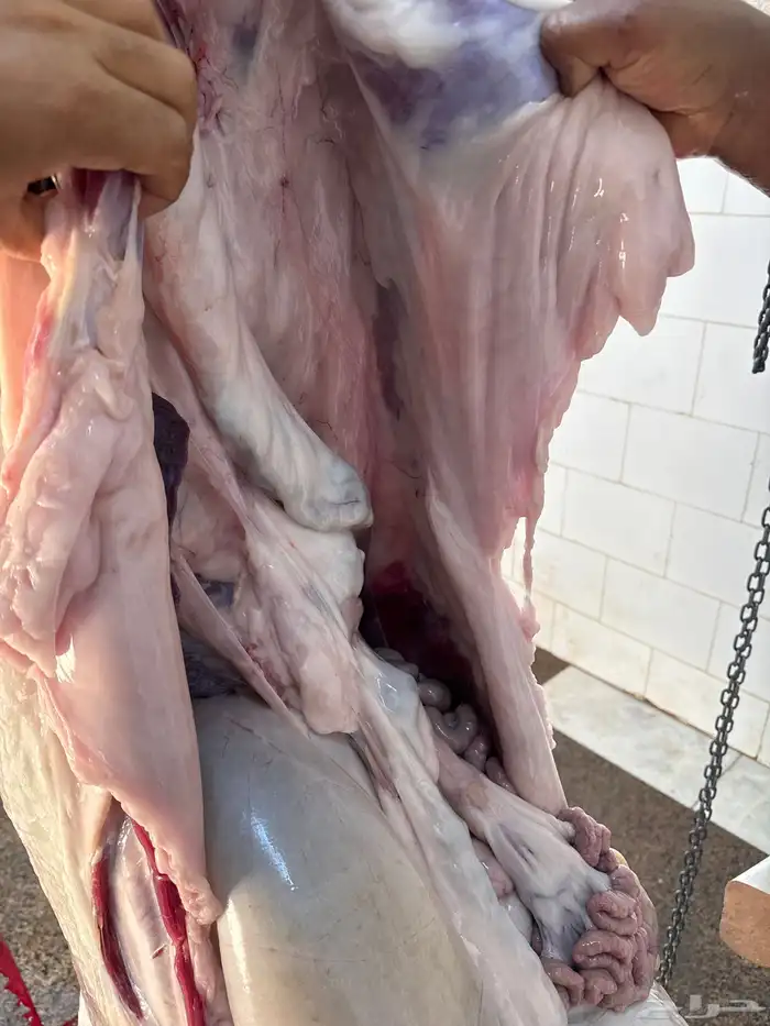 لباني شرط والطعم لذيذ وتحدي والسعر خيال 2