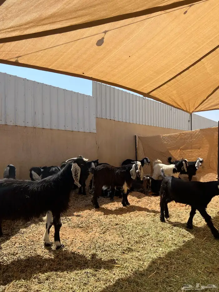 تيوس مخاصي شحم 1