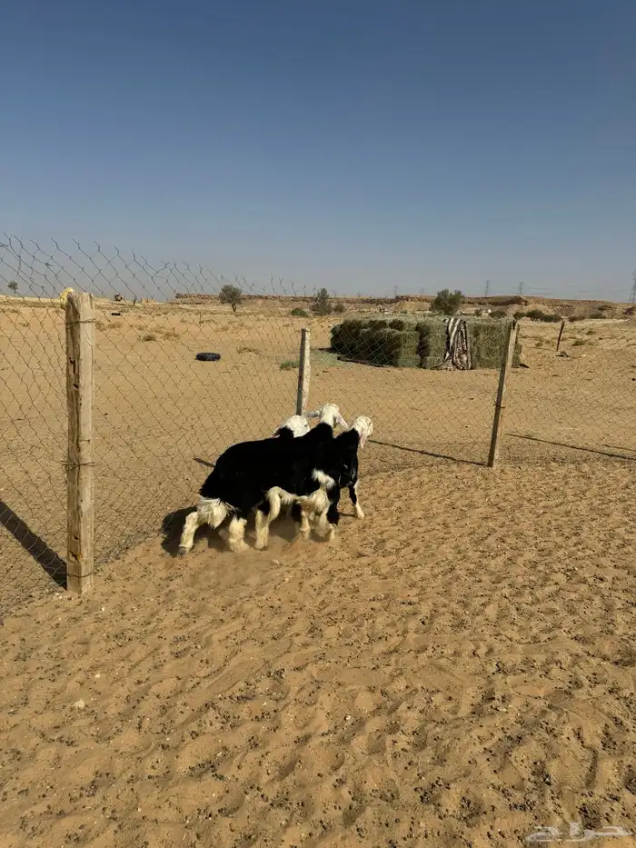 خروفين ورخلين طيبات 5