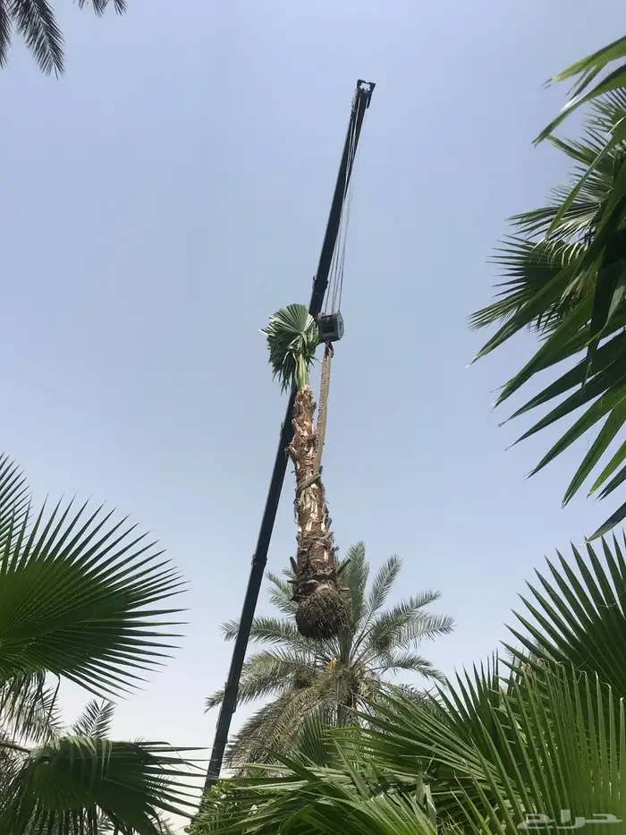 متوفر نخيل واشنطنيا جميع الاطوال ونخيل عربي ونخيل ملوكي 1