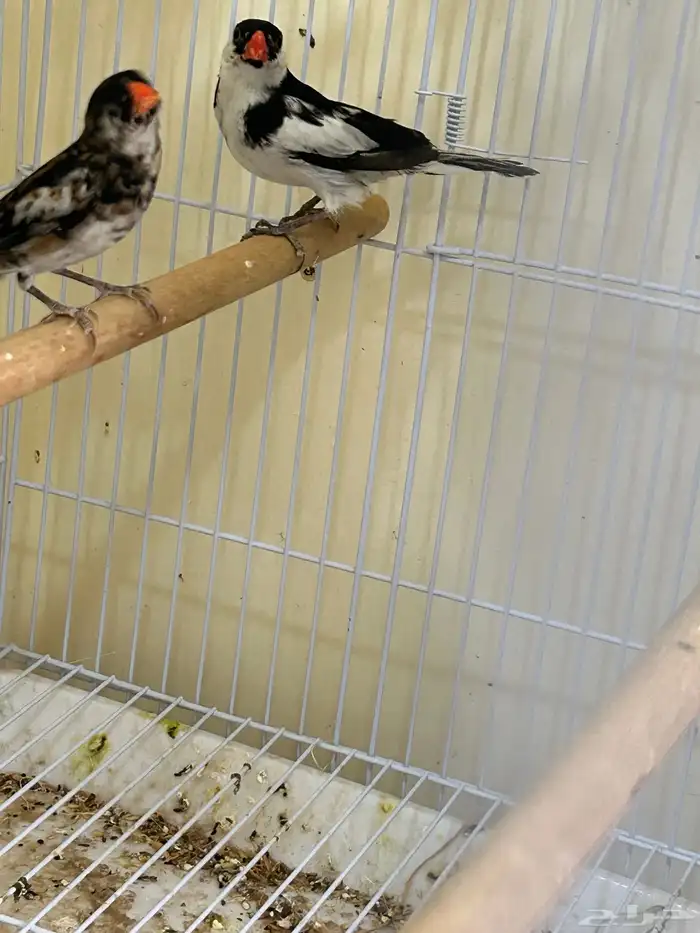 جوز طيور الجنه 0