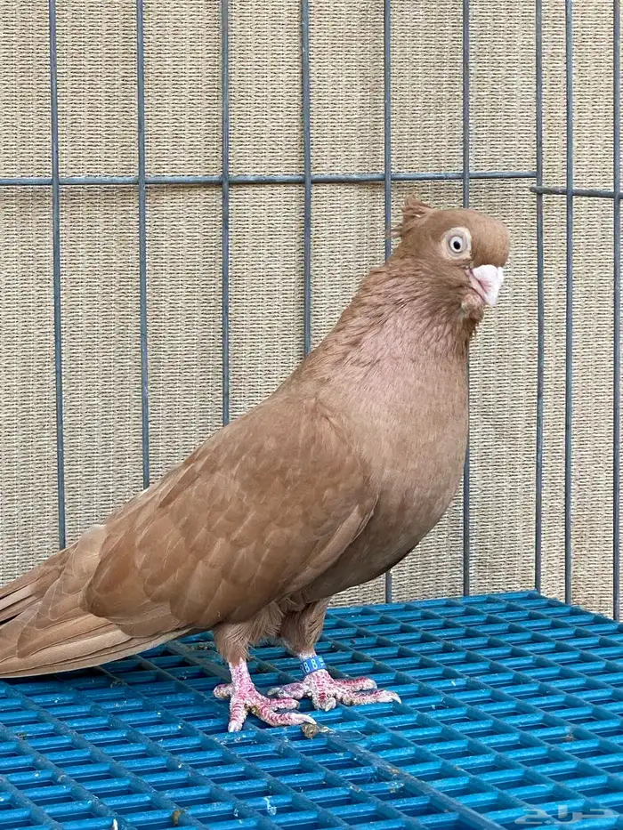 حمام طيار 2