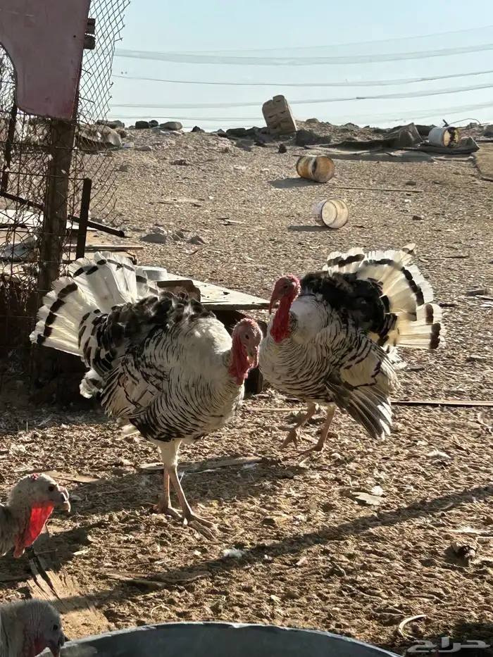 ديك رومي 3
