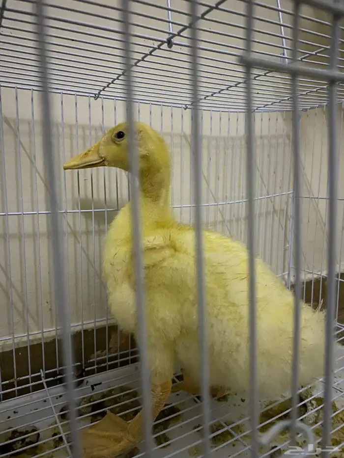 بطه ب15 بصحه ممتازه 0