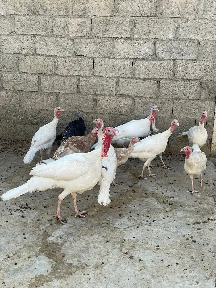 دجاج روبي 0