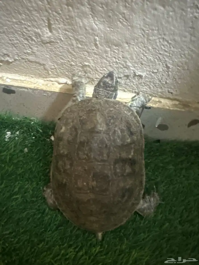 سلحفاه انثى كبيره للبيع 0