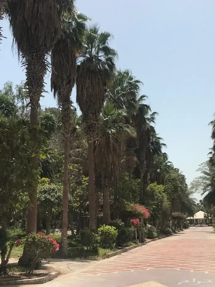 متوفر نخيل واشنطنيا جميع الاطوال ونخيل عربي ونخيل ملوكي 7