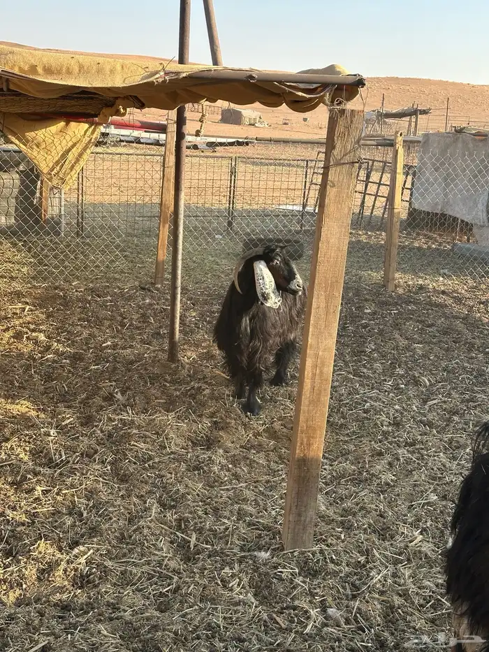 معزا ملاوين للبيع 3