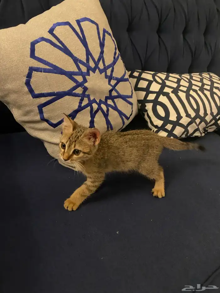قطو للتبني 1