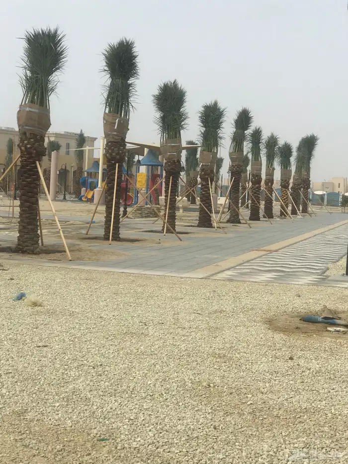 متوفر نخيل واشنطنيا جميع الاطوال ونخيل عربي ونخيل ملوكي 6