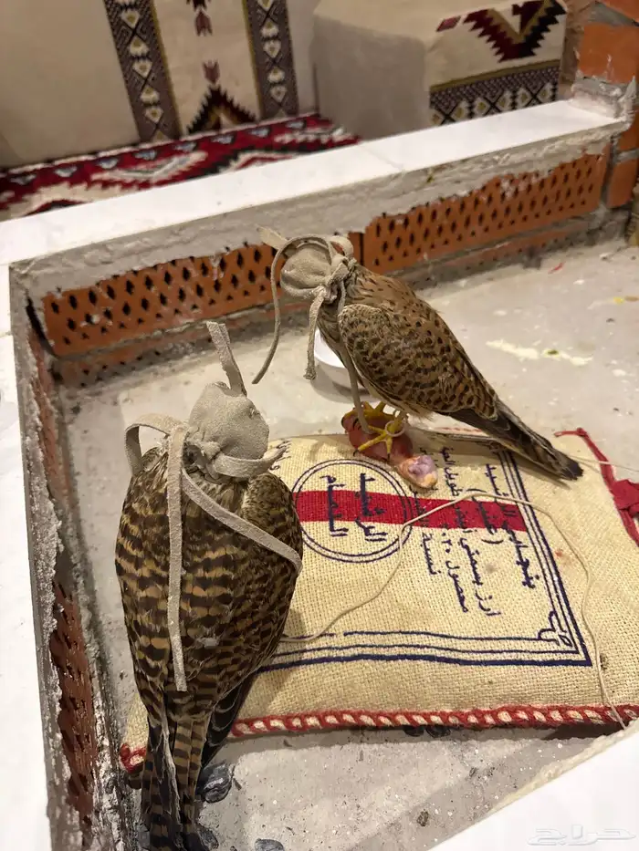 باشق 0