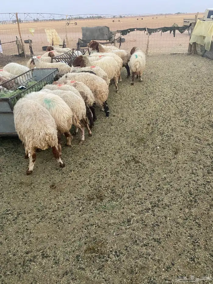 غنم نعيم 7