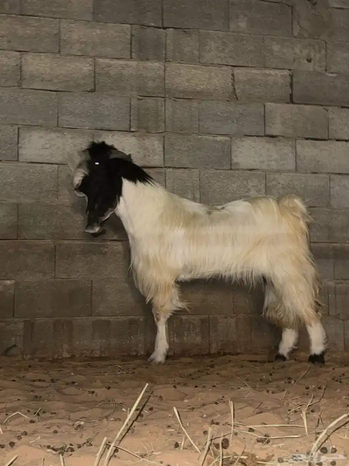 تيس مشروك خصم 2