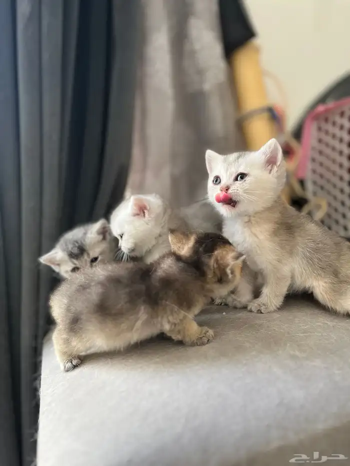 سكوتش ستريت بيور بريتش 14