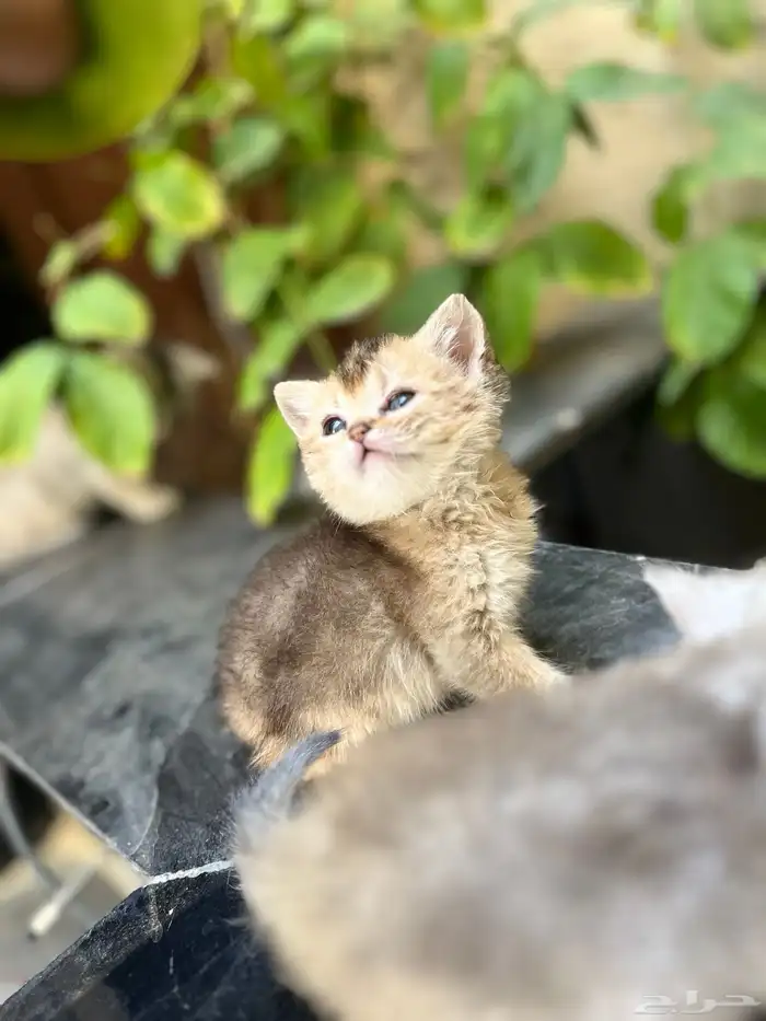 سكوتش ستريت بيور بريتش 4