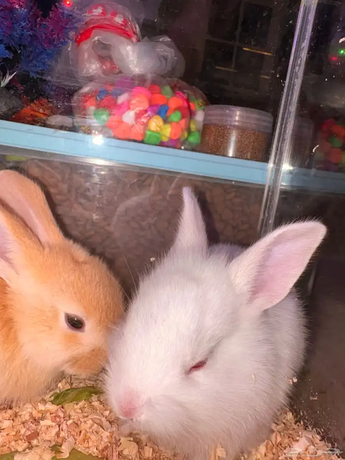 ارانب صغار 3