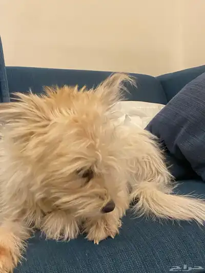 كلب للبيع أليف جدا  جدا  ويسمع الكلام مررره index