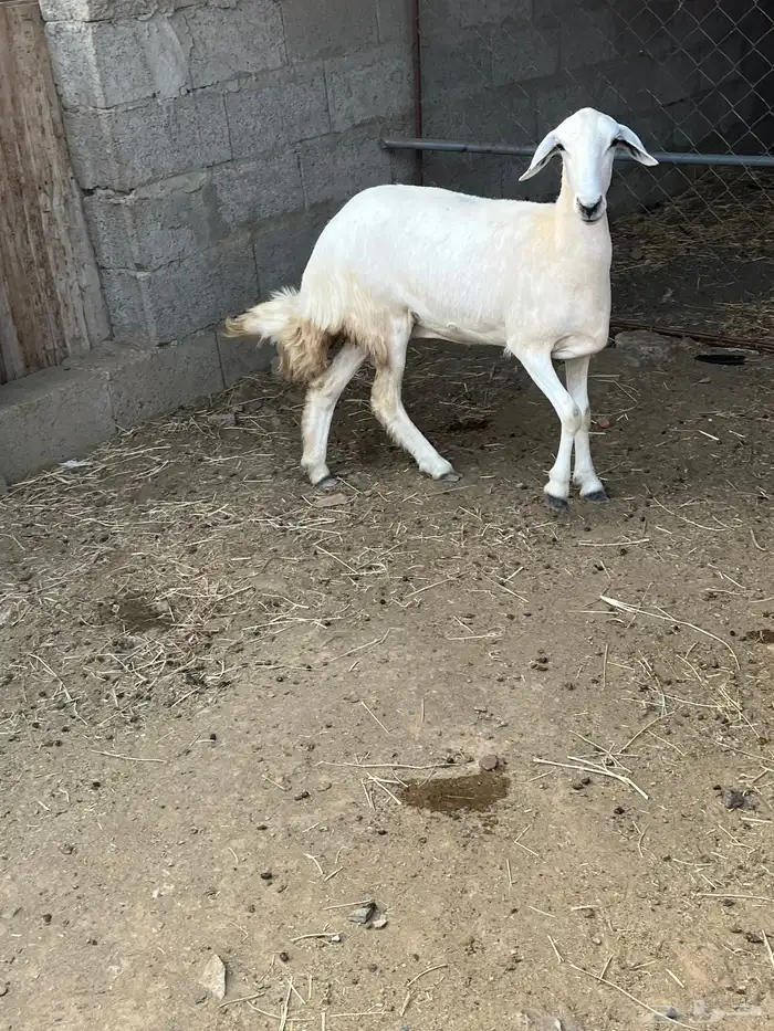 نعجه حريه 0
