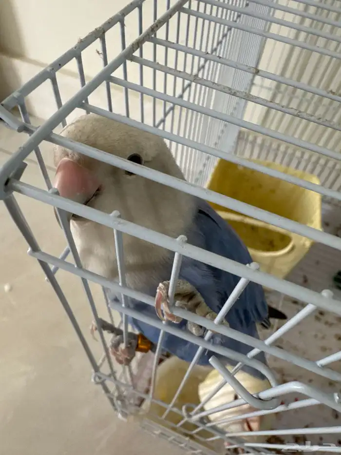 طيور روز للبيع أليفه 1