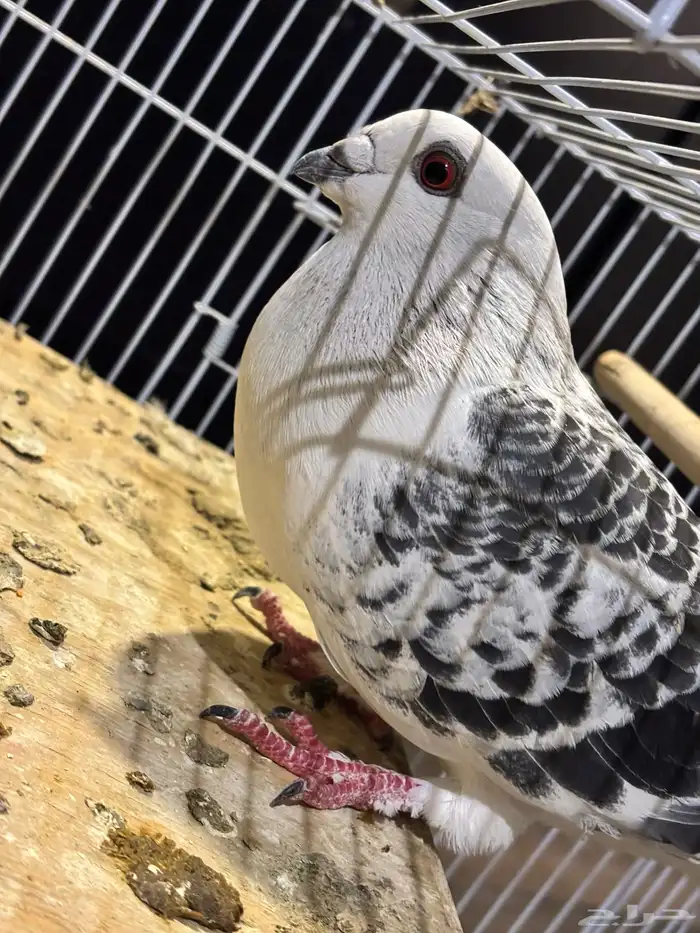 للبيع حمام زاجل 2