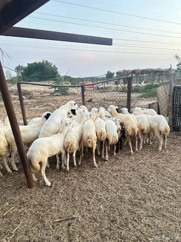 رخيل رفيدية 1