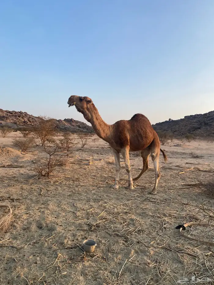 بعير للبيع 0