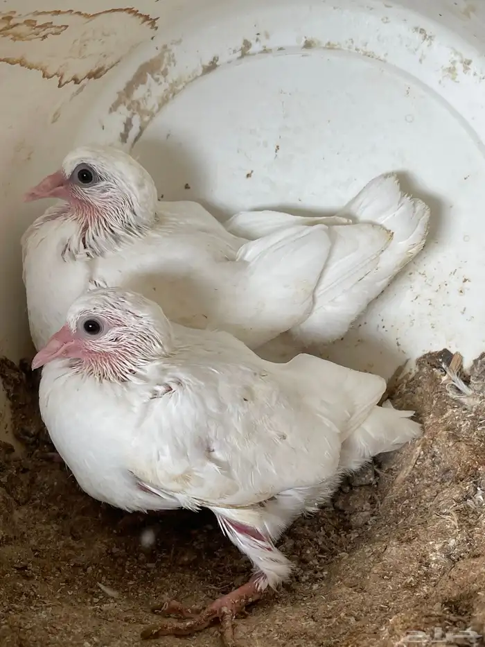 فراخ حمام فرنسي 0