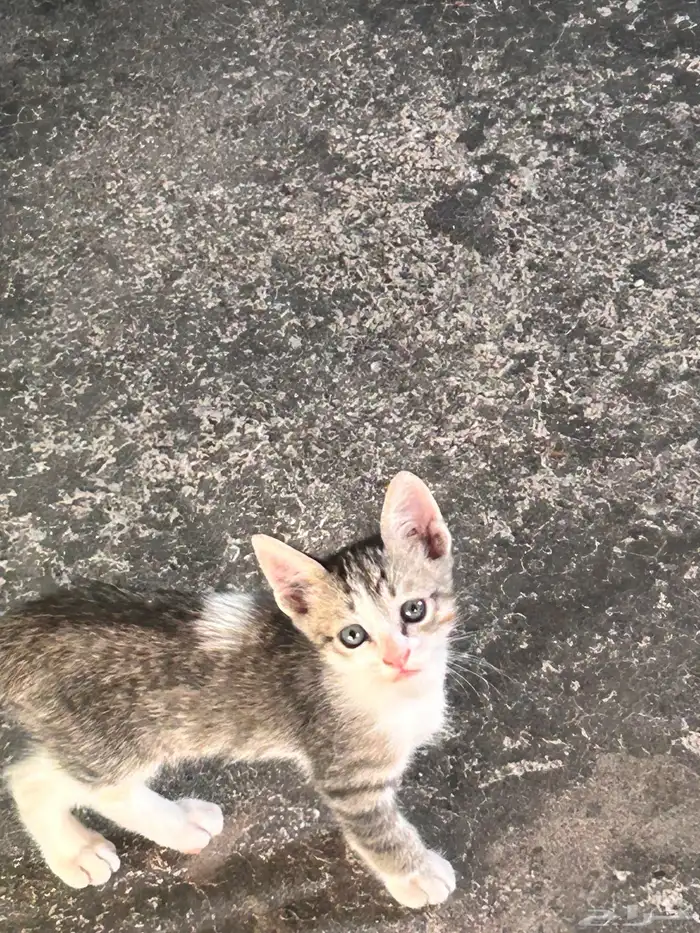 قطط صغيره لتبني 6